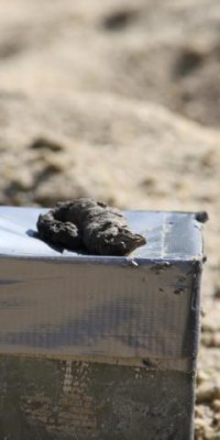 Beachanlagen-Aufbau 2018 - K640_IMG_7671_aaa7918623855d2215e4397edd570d06